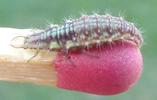 Chrysope verte (Chrysoperla carnea),  larve à terme sur allumette/échelle, photo 2.