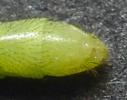 Chrysope verte (Chrysoperla carnea), extrémité abdominale du mâle.