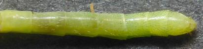 Chrysope verte (Chrysoperla carnea), abdomen du mâle..