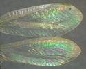 Chrysope verte (Chrysoperla carnea), l'irisation des ailes.