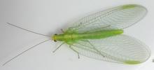 Chrysope verte (Chrysoperla carnea), position de repos, photo 1.