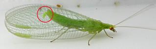 Chrysope verte (Chrysoperla carnea), femelle à pondre, photo 2.