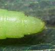 Chrysope verte (Chrysoperla carnea), extrémité abdominale de femelle.