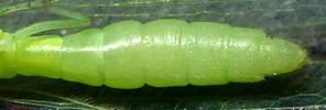 Chrysope verte (Chrysoperla carnea), abdomen de femelle.