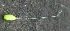 Chrysope verte (Chrysoperla carnea),  oeuf avec pédicelle et embase.