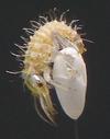 Chrysope verte (Chrysoperla carnea), larvule sur son oeuf,  gros plan, photo 2.