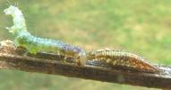 Chrysope verte (Chrysoperla carnea),  larve &agrave; terme,  attaque chenille.