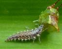 Chrysope verte (Chrysoperla carnea),  larve à terme sur thorax sauterelle.