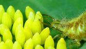 Chrysope verte (Chrysoperla carnea),  larve à terme,  attaque ponte piéride,  détail.
