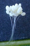 Chrysope à camouflage : bouquet d'oeufs.