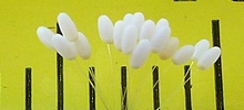 Chrysope à camouflage : bouquet d'oeufs embryonnés., sur mètre gradué.