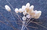 Chrysope à camouflage : comparaison du diamètre des pédicelles avec cheveux.