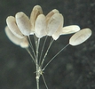 Chrysope :  aspect oeufs parasités.