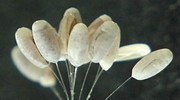 Chrysop  oeufs parasités, détail aspect.