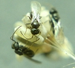 Chrysope : éclosion  de Tanyptera atrata (parasitoide) photo 1