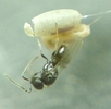 Chrysope : éclosion  de Tanyptera atrata (parasitoide) photo 4