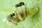Chrysope : éclosion  de Tanyptera atrata (parasitoide) photo 2.