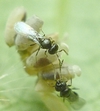 Chrysope : éclosion  de Tanyptera atrata (parasitoide) photo 3.
