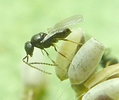 Chrysope : éclosion  de Tanyptera atrata (parasitoide) photo 5