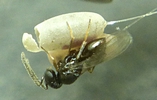 Chrysope : éclosion  de Tanyptera atrata (parasitoide) photo 6.