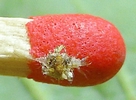 Chrysope à camouflage : larvule naissante avec son camouflage, photo 4.