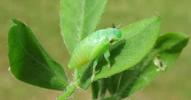 La Cicadelle écumeuse (Philaenus spumarius), larve, photo 4.