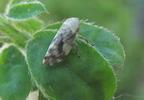 La Cicadelle écumeuse (Philaenus spumarius), adulte, photo 2.
