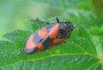 ercope (Cercopis vulnerata), adulte, photo 1.