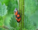 ercope (Cercopis vulnerata), adulte, photo 2