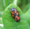 ercope (Cercopis vulnerata), adulte, photo 3.