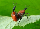 cigarier du noisetier (Apoderus coryli),  accouplement sur feuille.
