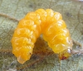 cigarier du noisetier (Apoderus coryli), larve à terme.