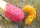 cigarier du noisetier (Apoderus coryli), larve à terme avec allumette-échelle.