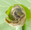 cigarier du noisetier (Apoderus coryli), extrémité inférieure  d'un cigare ancien, photo 1