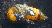 cigarier du noisetier (Apoderus coryli), nymphe avancée, photo 1.