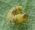 cigarier du noisetier (Apoderus coryli),  très jeune larvule
