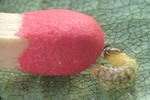 cigarier du noisetier (Apoderus coryli),  jeune larvule avec allumette-échelle.