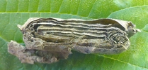 cigarier du noisetier (Apoderus coryli),  mise en évidence du feuilletage.