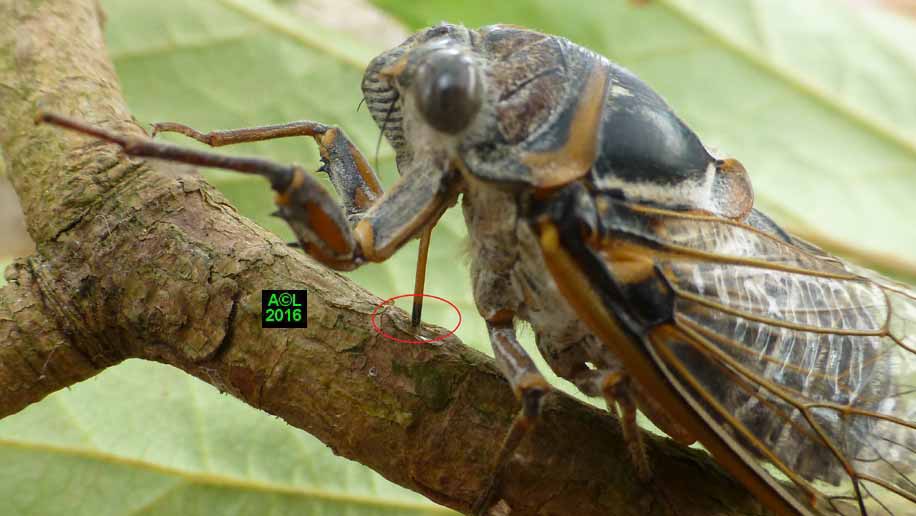 La Cigale Plebeienne Lyristes Plebeja Plebejus And Co Biologie Et Morphologie La Cigale Plebeienne Lyristes Plebeja Plebejus And Co Biologie Et Morphologie
