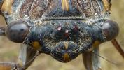 La cigale plébéienne (Lyristes plebeja), adulte vu de face, détail des yeux.