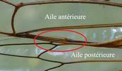 La cigale plébéienne (Lyristes plebeja), détail du "clipsage" des ailes.