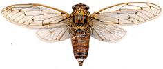 Cigale de l'orne ou "Cacan" (Cicada orni): adulte de collection, "étalé". 