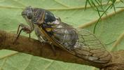 La cigale plébéienne (Lyristes plebeja), rostre en action, photo 2.