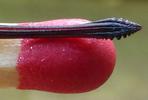 La cigale plébéienne (Lyristes plebeja), détail de la tarière.