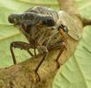 La cigale plébéienne (Lyristes plebeja), adulte vu de face, photo 2.