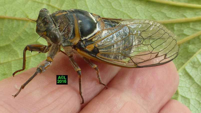 La Cigale Plebeienne Lyristes Plebeja Plebejus And Co Biologie Et Morphologie La Cigale Plebeienne Lyristes Plebeja Plebejus And Co Biologie Et Morphologie