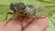 La cigale plébéienne (Lyristes plebeja), adulte en main.