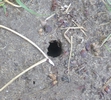 Trou de sortie d'une "larve" de cigale, photo 3.