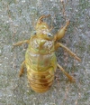 Nymphe de cigale prête à muer, photo 2.