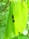 Cigarier du bouleau (Deporaus betulae) , en action photo 4